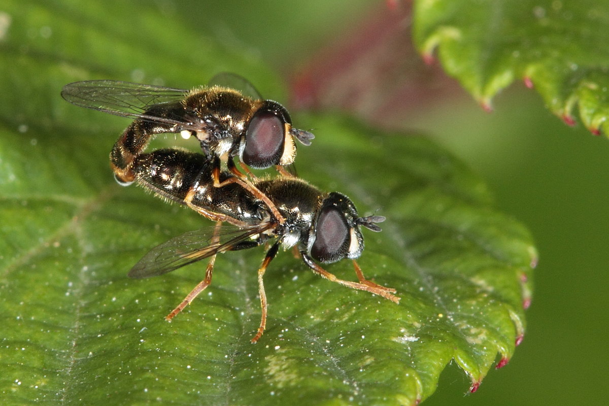 Paragus sp.  ♂ ♀  (Syrphidae)